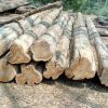 Nilambur Teak Wood